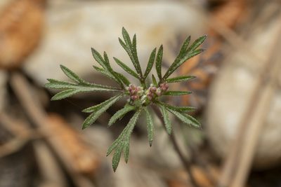 Daucus involucratus, photographed by Eleftherios Katsillis