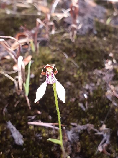 Eriochilus pulchellus, photographed by Em Lamond