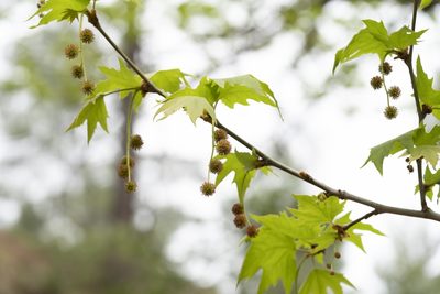 Platanus orientalis, photographed by Eleftherios Katsillis