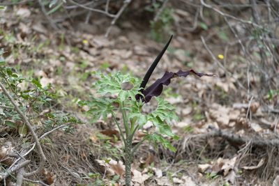 Dracunculus vulgaris, photographed by Eleftherios Katsillis