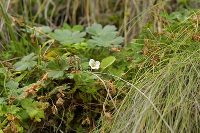 Geranium traversii, photographed by Christopher Stephens