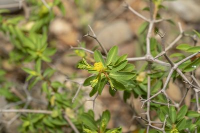 Euphorbia acanthothamnos, photographed by Eleftherios Katsillis