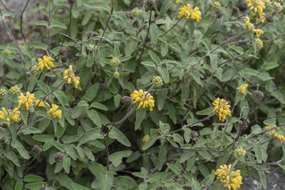 Phlomis bourgaei, photographed by Eleftherios Katsillis