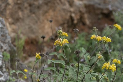 Phlomis bourgaei, photographed by Eleftherios Katsillis