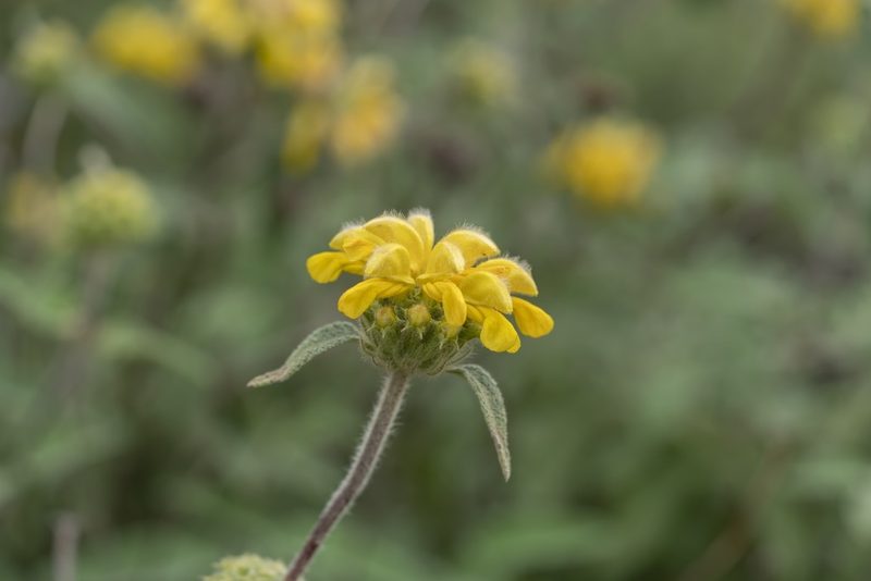 Phlomis bourgaei, photographed by Eleftherios Katsillis