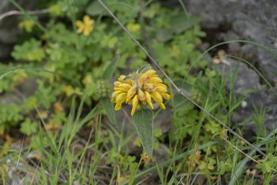 Phlomis bourgaei, photographed by Eleftherios Katsillis