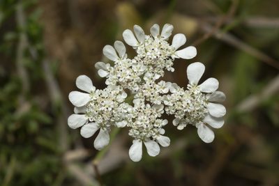 Tordylium pestalozzae, photographed by Eleftherios Katsillis