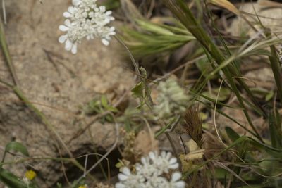 Tordylium pestalozzae, photographed by Eleftherios Katsillis