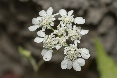 Tordylium pestalozzae, photographed by Eleftherios Katsillis