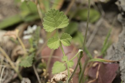 Tordylium pestalozzae, photographed by Eleftherios Katsillis