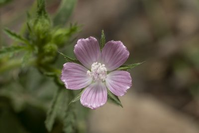 Malva cretica, photographed by Eleftherios Katsillis