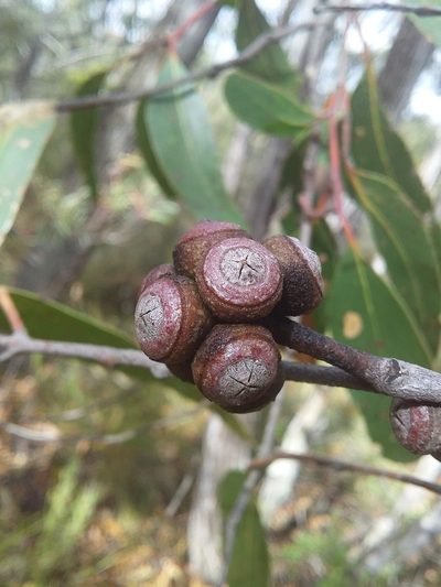 Eucalyptus baxteri, photographed by insiderelic