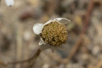 Anthemis macrotis, photographed by Eleftherios Katsillis