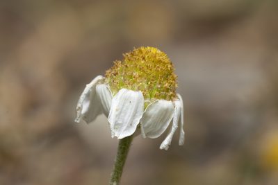 Anthemis macrotis, photographed by Eleftherios Katsillis