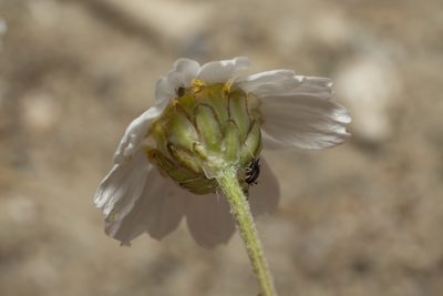 Anthemis macrotis, photographed by Eleftherios Katsillis