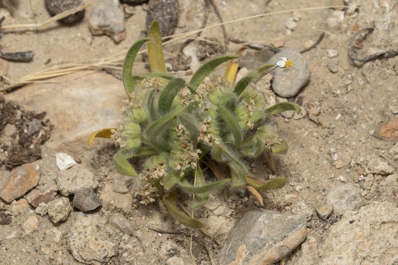 Plantago cretica, photographed by Eleftherios Katsillis