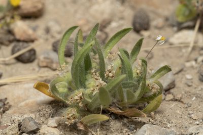 Plantago cretica, photographed by Eleftherios Katsillis