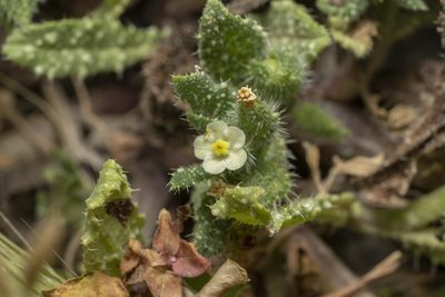 Anchusa aegyptiaca, photographed by Eleftherios Katsillis