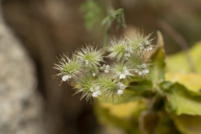 Torilis leptophylla, photographed by Eleftherios Katsillis