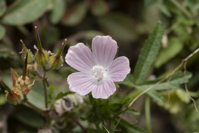 Malva cretica, photographed by Eleftherios Katsillis