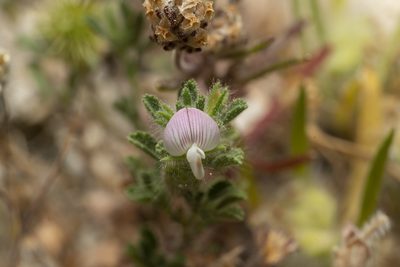 Ononis reclinata, photographed by Eleftherios Katsillis