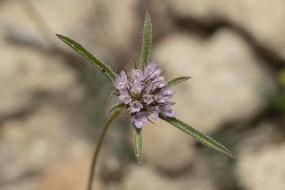 Lomelosia divaricata, photographed by Eleftherios Katsillis