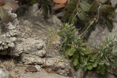Jubogalium setaceum, photographed by Eleftherios Katsillis