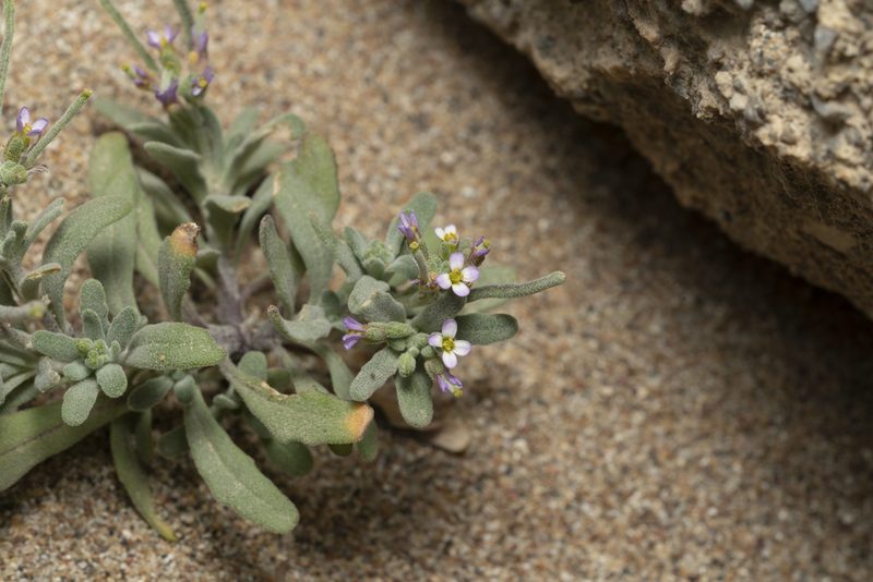 Maresia nana, photographed by Eleftherios Katsillis
