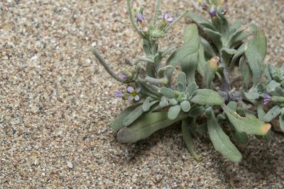 Maresia nana, photographed by Eleftherios Katsillis