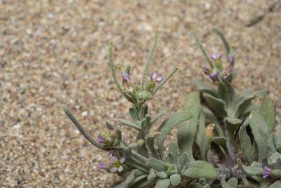 Maresia nana, photographed by Eleftherios Katsillis