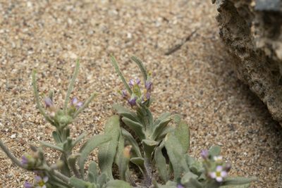 Maresia nana, photographed by Eleftherios Katsillis
