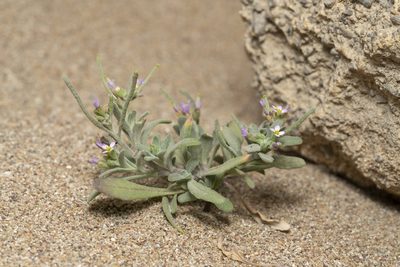 Maresia nana, photographed by Eleftherios Katsillis