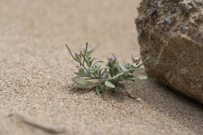 Maresia nana, photographed by Eleftherios Katsillis