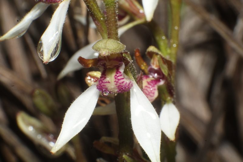 Eriochilus pulchellus, photographed by Em Lamond