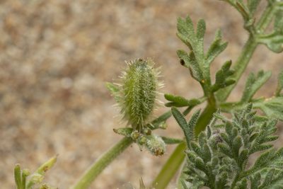 Daucus pumilus, photographed by Eleftherios Katsillis