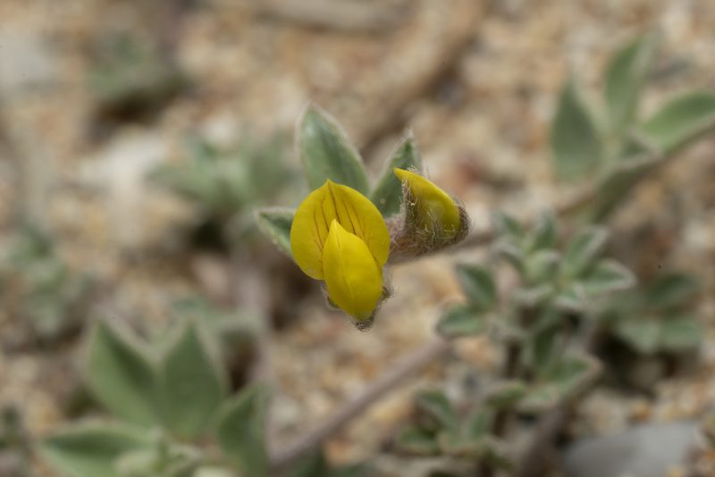 Lotus halophilus, photographed by Eleftherios Katsillis