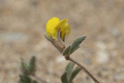 Lotus halophilus, photographed by Eleftherios Katsillis