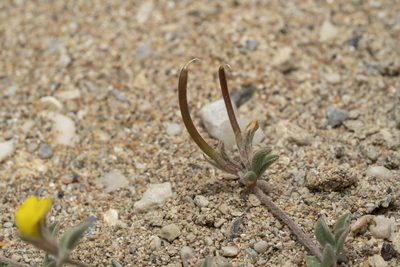 Lotus halophilus, photographed by Eleftherios Katsillis