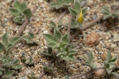 Lotus halophilus, photographed by Eleftherios Katsillis