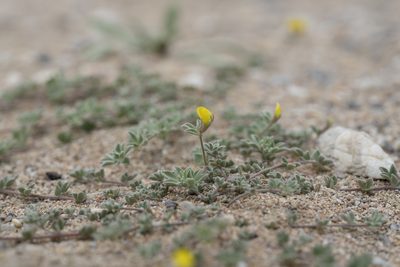 Lotus halophilus, photographed by Eleftherios Katsillis
