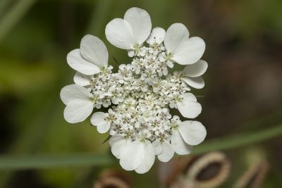 Tordylium aegaeum, photographed by Eleftherios Katsillis