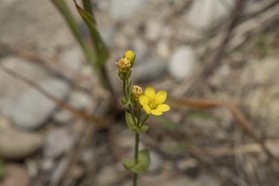 Blackstonia acuminata, photographed by Eleftherios Katsillis