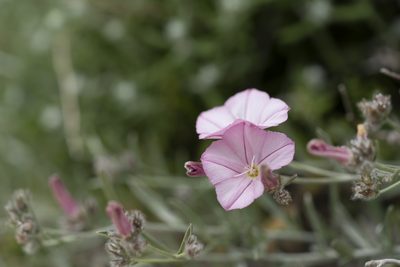 Convolvulus oleifolius, photographed by Eleftherios Katsillis
