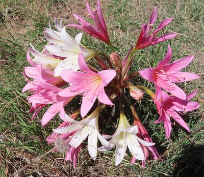 Ammocharis longifolia, photographed by linkie