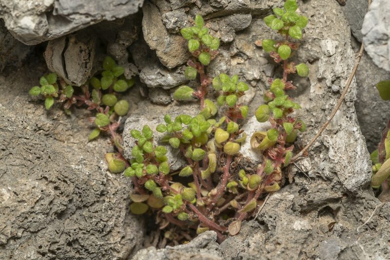 Parietaria cretica, photographed by Eleftherios Katsillis