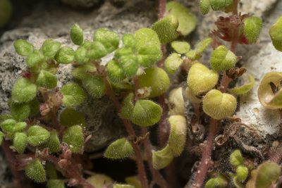 Parietaria cretica, photographed by Eleftherios Katsillis