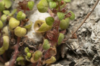 Parietaria cretica, photographed by Eleftherios Katsillis