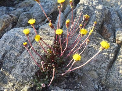 Curio repens, photographed by Chris Vynbos