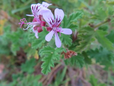 Pelargonium graveolens, photographed by linkie