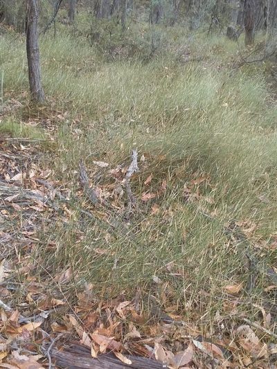 Austrostipa muelleri, photographed by insiderelic